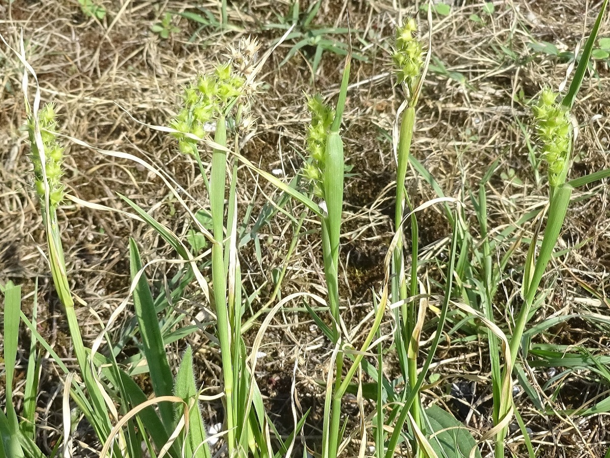 Cenchrus incertus (Poaceae)
